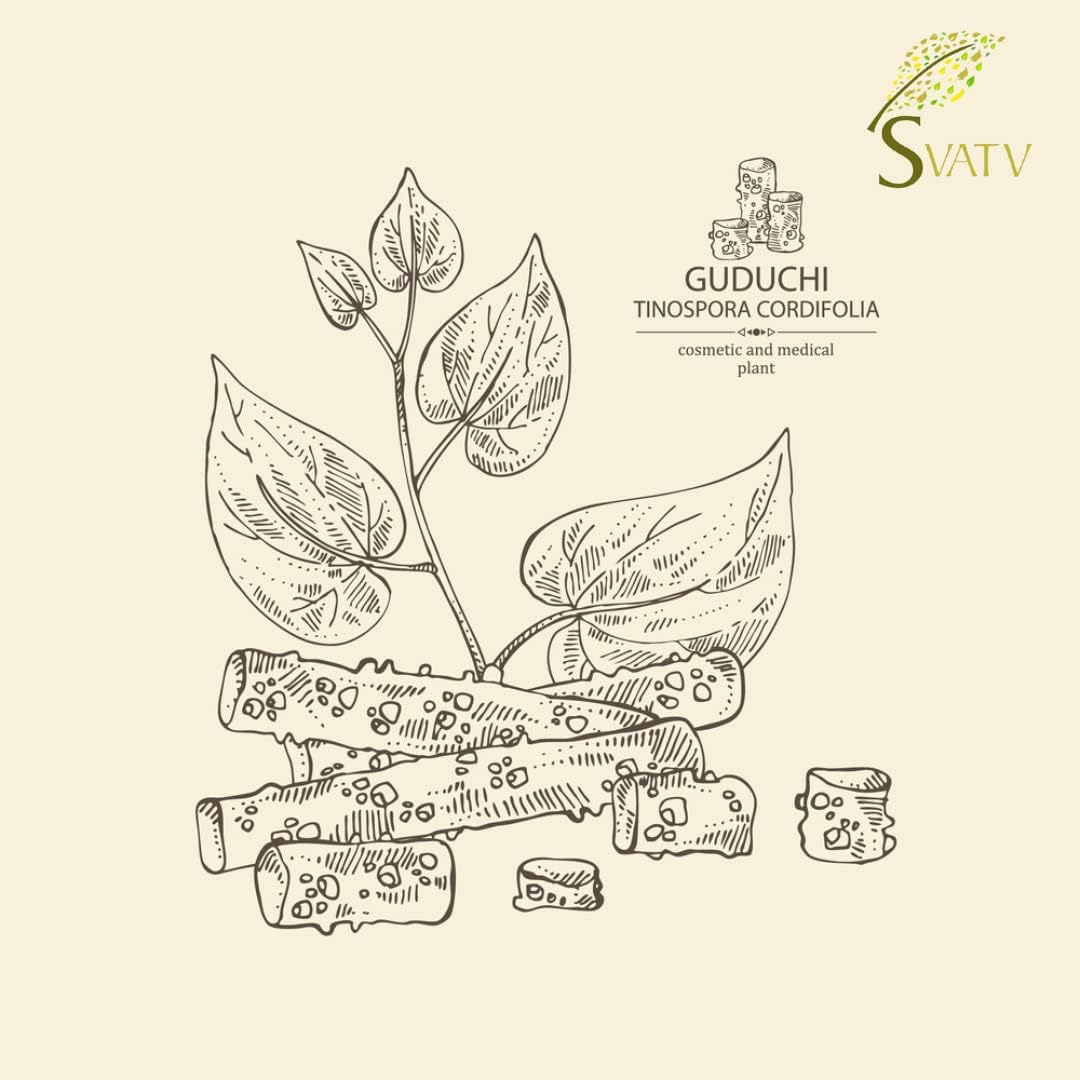 SVATV Giloy Powder | Guduchi | Tinospora cordifolia Stem Powder 227gm (8_oZ)