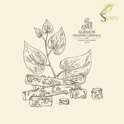 SVATV Giloy Powder | Guduchi | Tinospora cordifolia Stem Powder 227gm (8_oZ)