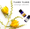 SVATV Ylang Ylang Essential Oil For Yoga Massage Room Fragrance Oil for Diffuser, Aromatherapy Oils,  DIY Personal Care - 10 ml