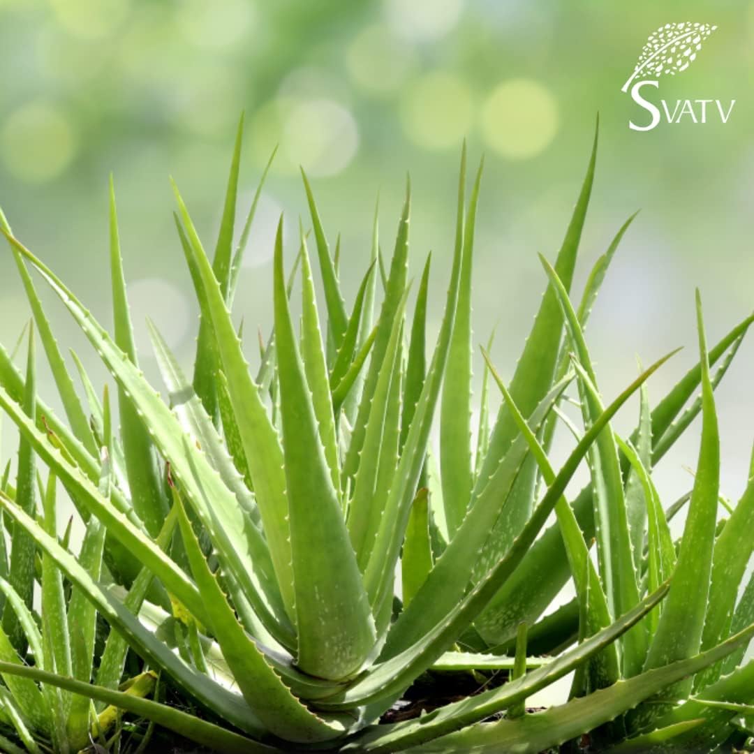 SVATV Vitamin-e Aloe Vera Gel For Skin 200gm