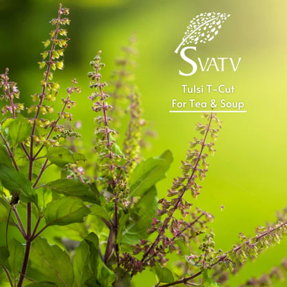 SVATV TULSI LEAVES T-CUT POWDER 100GM