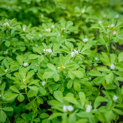 Svatv Fenugreek Powder 227gm (Methi)